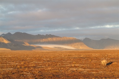 High numbers in the Svalbard reindeer populations